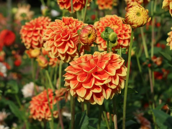 Déménagement de dernière minute : Comment garder vos enfants et vos animaux en sécurité